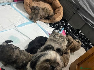 Shih Tzu dogs - Advert 4