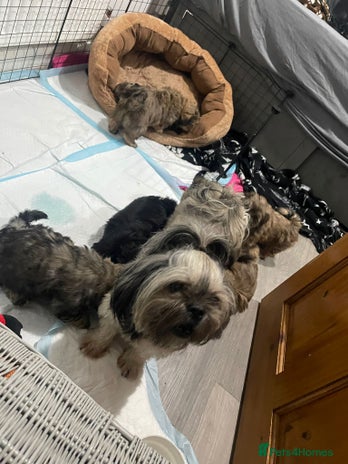 Shih Tzu dogs - Advert 2