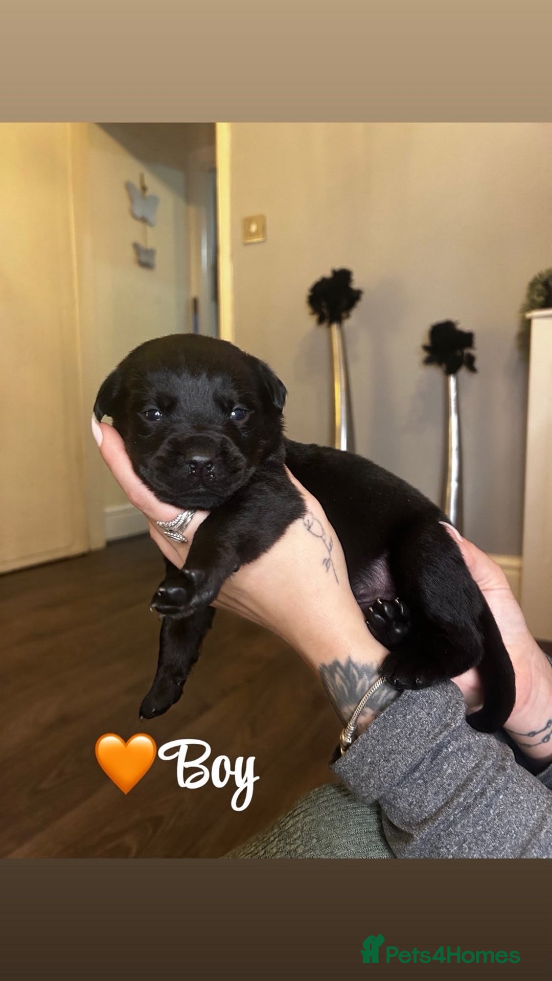 Rottweiler dogs for sale: Stunning Rottweiler puppies ✨ - Image 5