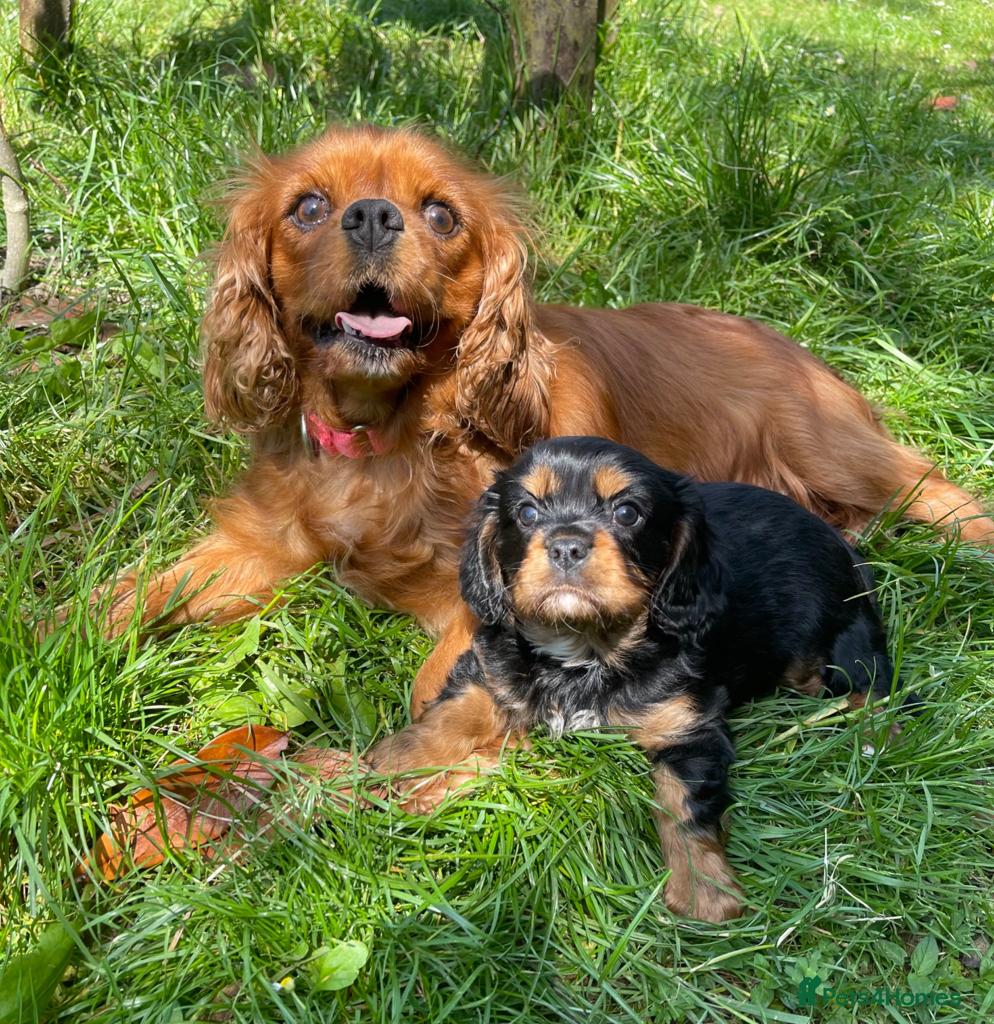 Cavalier King Charles Spaniel dogs Quality Cavalier King Charles puppy  - Advert 1