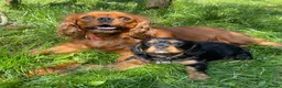 Cavalier King Charles Spaniel dogs for sale: Quality Cavalier King Charles puppy  - Advert 1