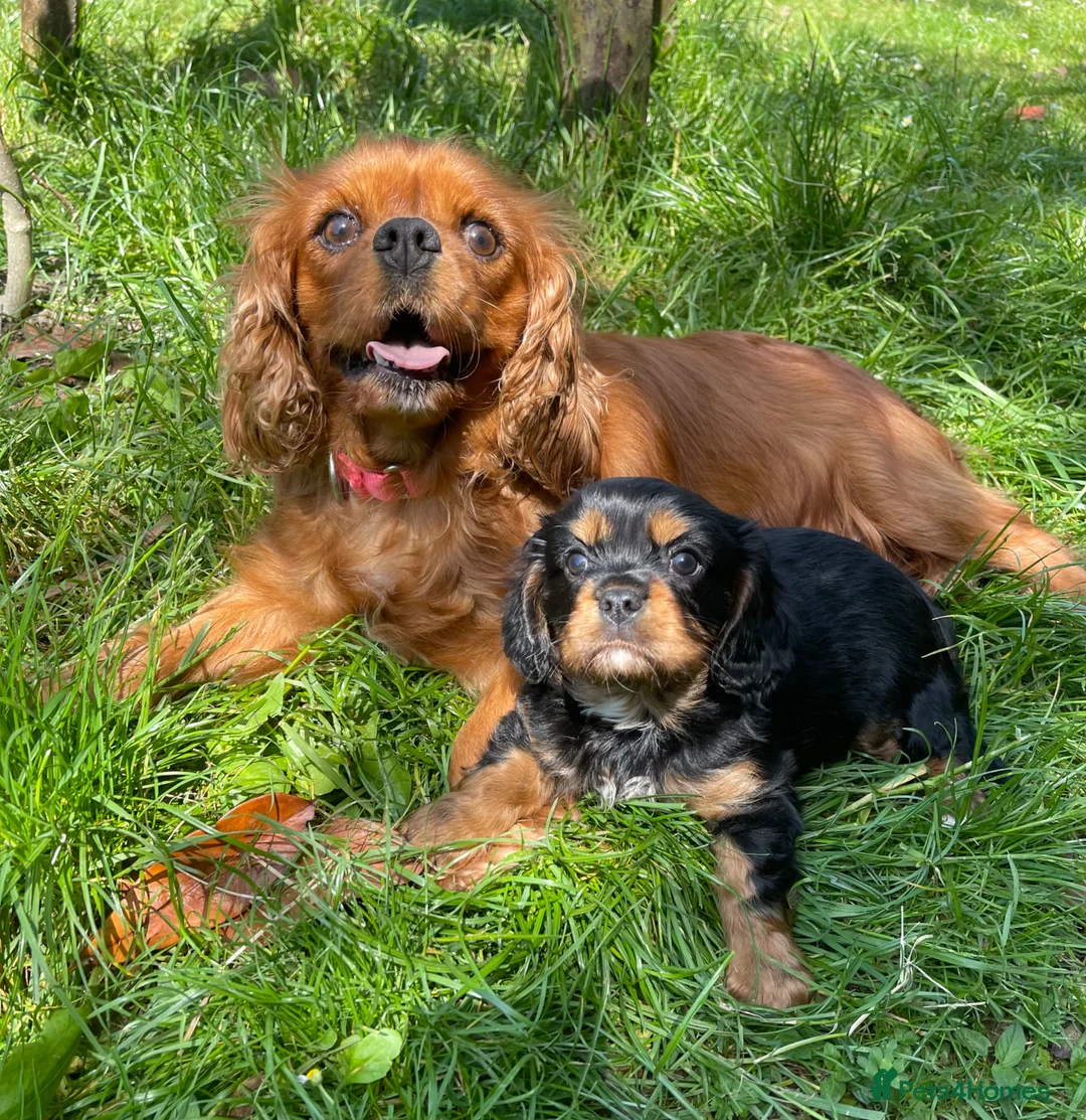 Cavalier King Charles Spaniel dogs for sale: Quality Cavalier King Charles puppy  - Advert 1