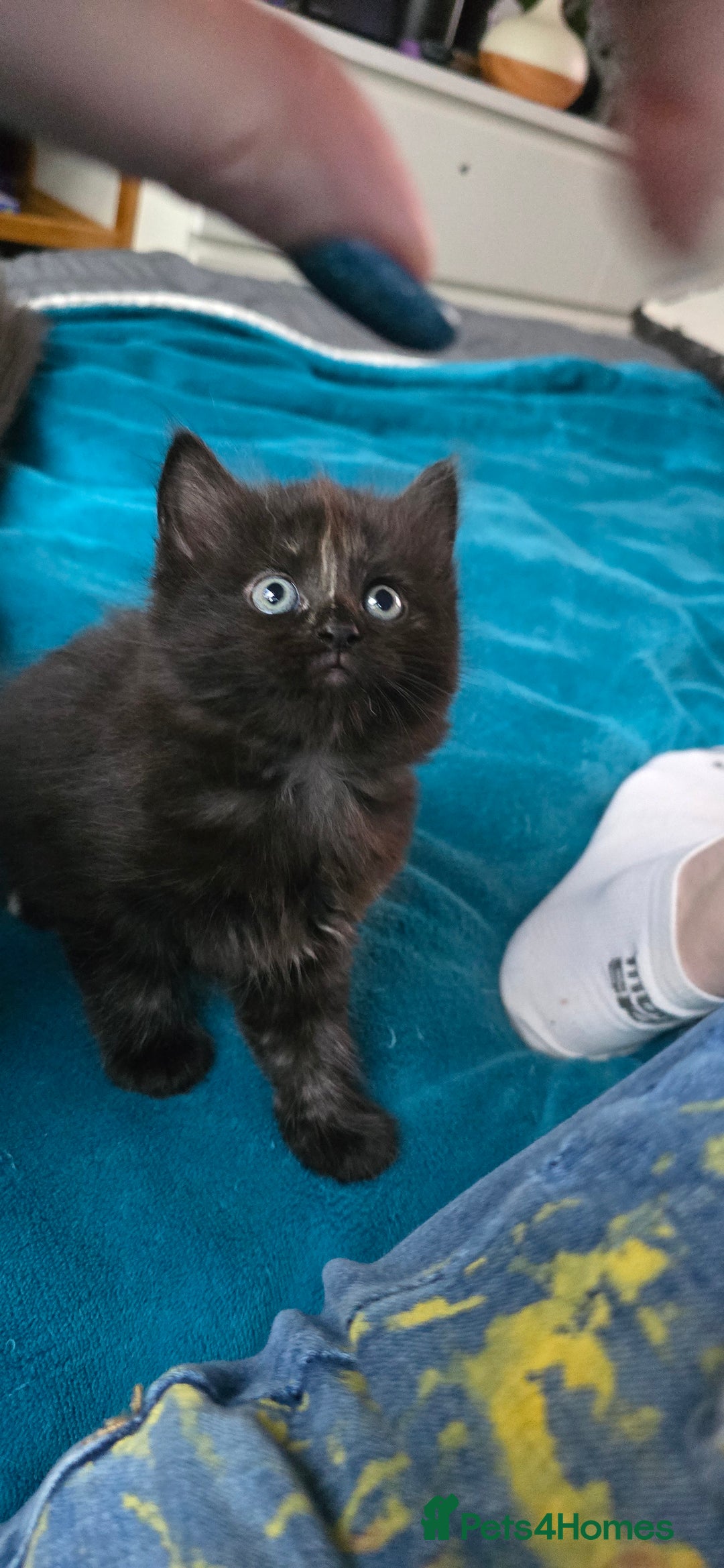 Scottish Fold cats for sale: Scottish fold kittens with straight ears - Advert 13