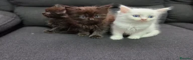 Mixed Breed 3