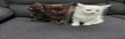 Mixed Breed cats for sale: Maine Coon x Ragdoll Kittens - Advert 4
