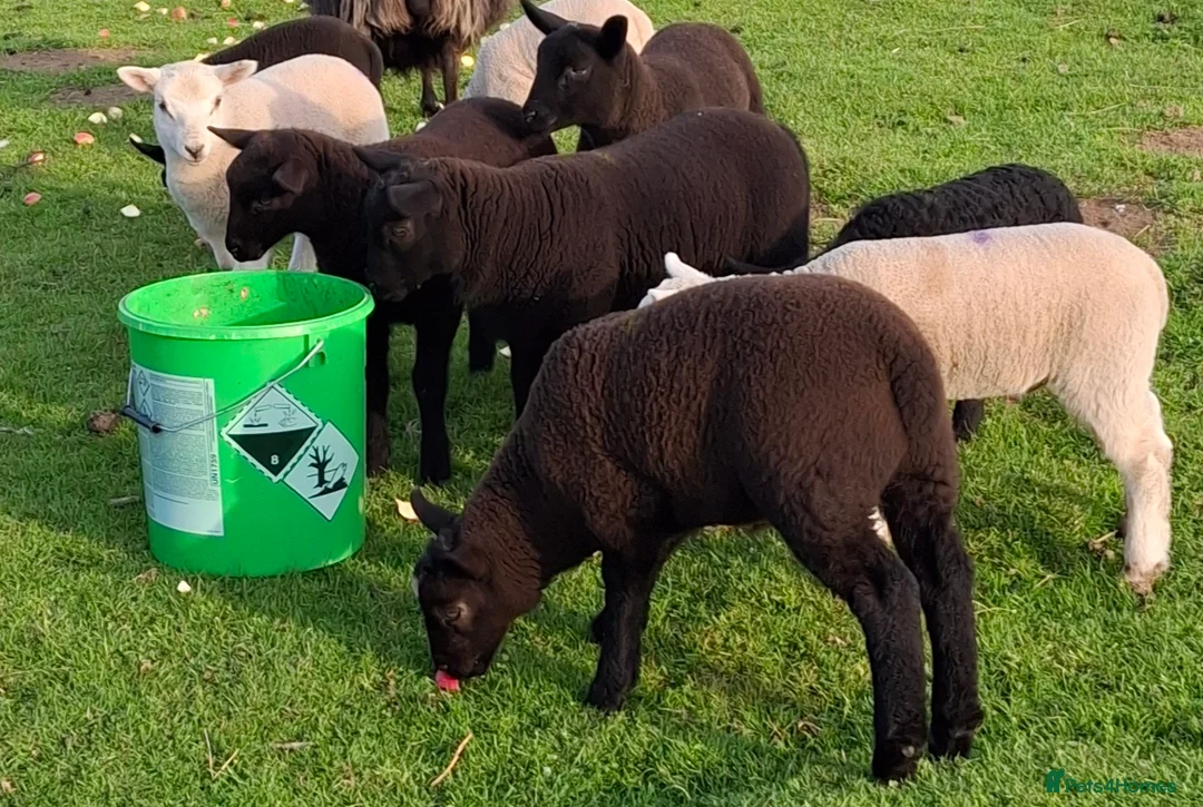 Sheep livestock for sale: Lambs with dams in Cupar - Advert 2