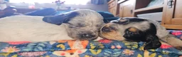 Cocker Spaniel dogs for sale: Roan working cocker spaniel pups in Liskeard - Advert 4