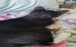 Mixed Breed cats for sale: Tux male kitten  - Image 5