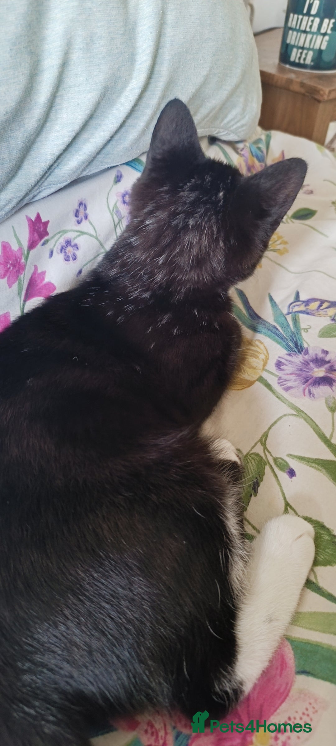 Mixed Breed cats for sale: Tux male kitten  - Image 5