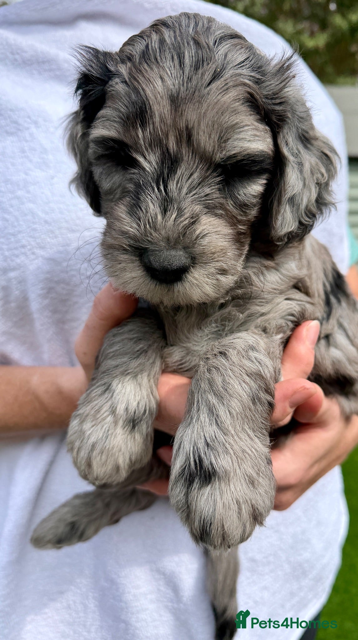 Mini Goldendoodle dogs Beautiful miniature F2b goldendoodles.  - Advert 2