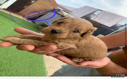 Cavapoo dogs for sale: Cavapoo - Image 5