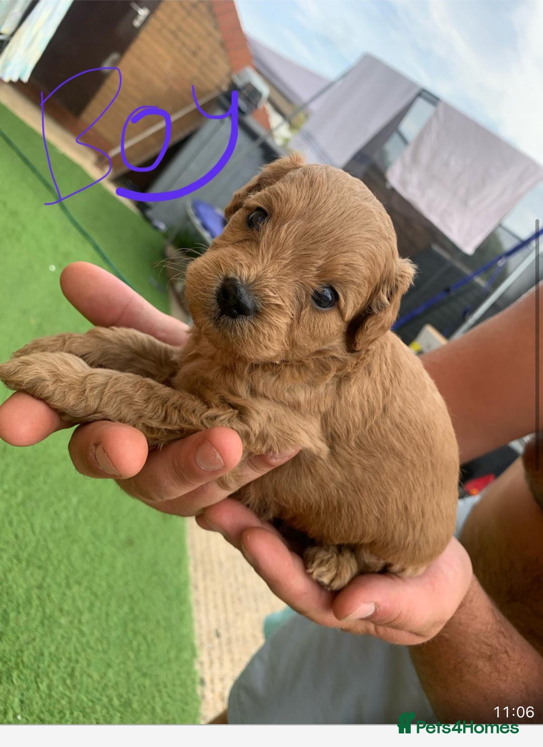 Cavapoo dogs for sale: Cavapoo - Image 5