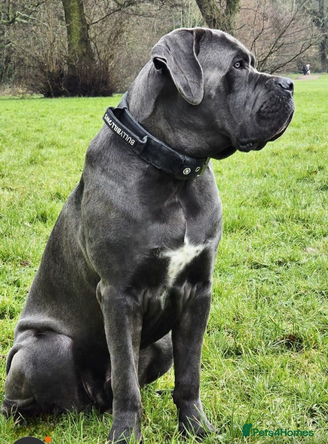 Cane Corso dogs Beautiful Cane Corso puppies  - Advert 5