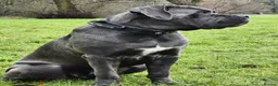 Cane Corso dogs for sale: Beautiful Cane Corso puppies  - Advert 1