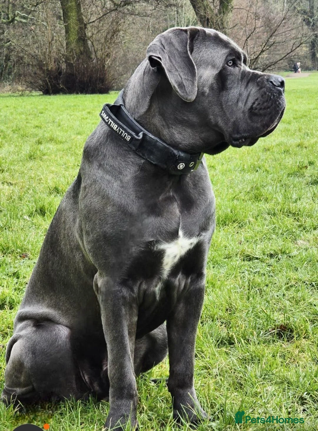 Cane Corso dogs for sale: Beautiful Cane Corso puppies  - Advert 1