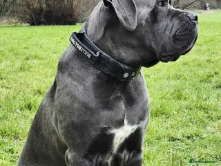 Cane Corso dogs Beautiful Cane Corso puppies - Advert 3