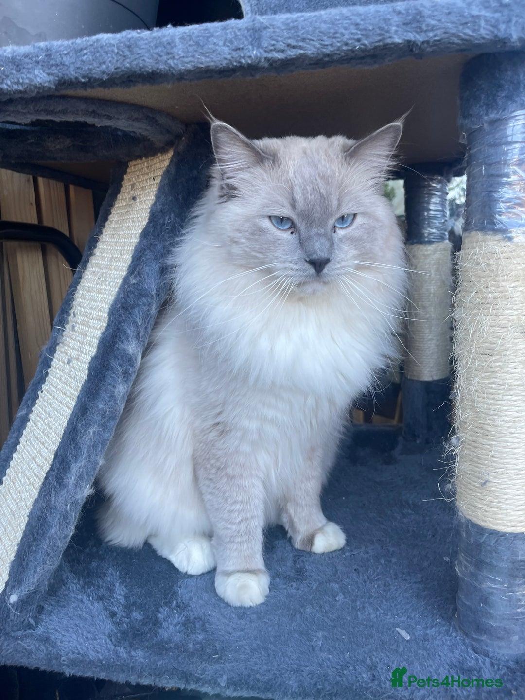 Ragdoll cats for stud: BIG beautiful GCCF & TICA Active Ragdoll Stud! in London - Image 3