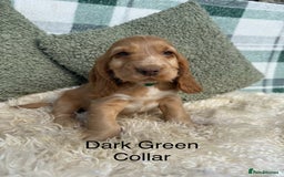 Cocker Spaniel dogs for sale: KC Registered Show Type Cocker Spaniels - Image 8