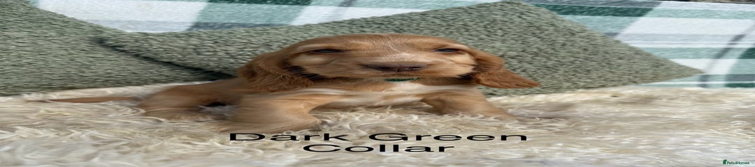 Dark Green Collar