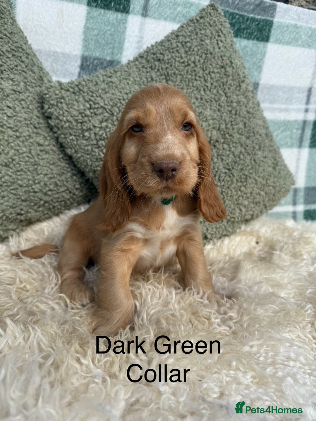 Cocker Spaniel dogs for sale: KC Registered Show Type Cocker Spaniels - Image 8