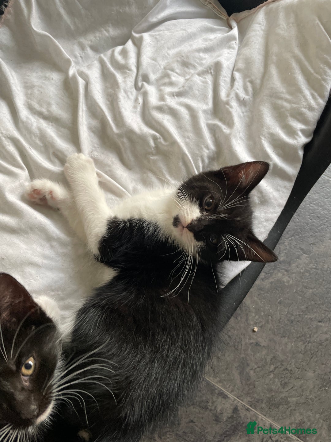 British Shorthair cats for sale: Tuxedo cats for sale  - Image 1