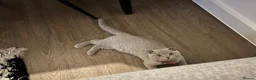 Scottish Fold cats for sale: Scottish Fold/ British Shorthair  - Advert 5