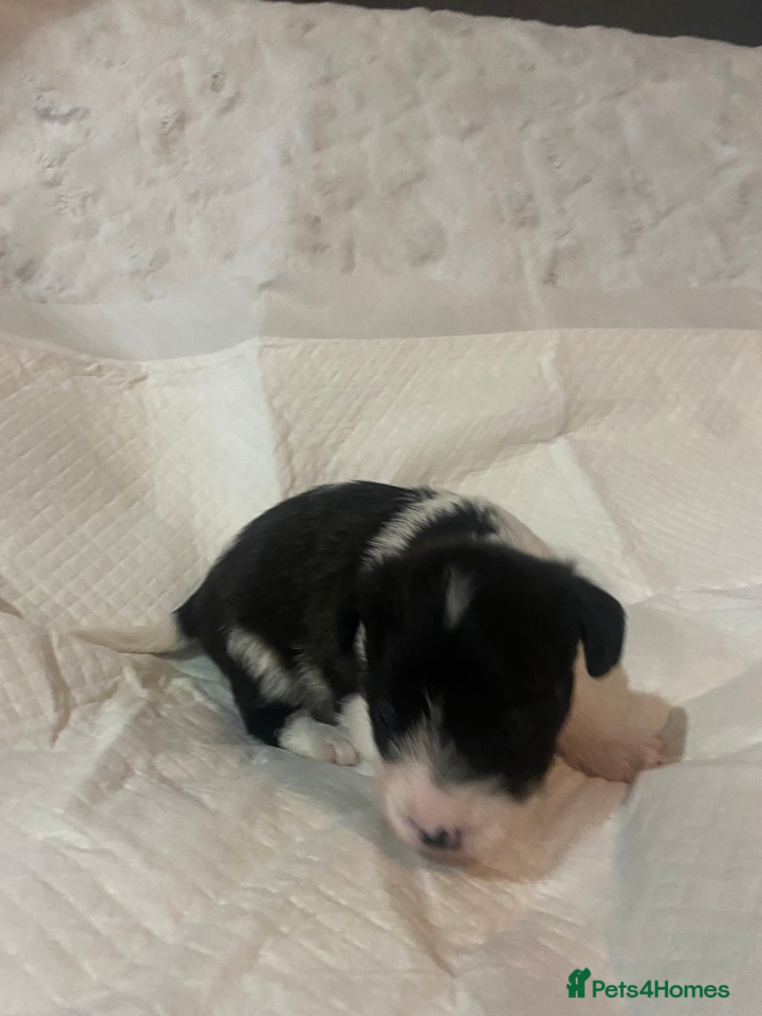 Jackapoo dogs for sale: Jackapoo puppies - Advert 5