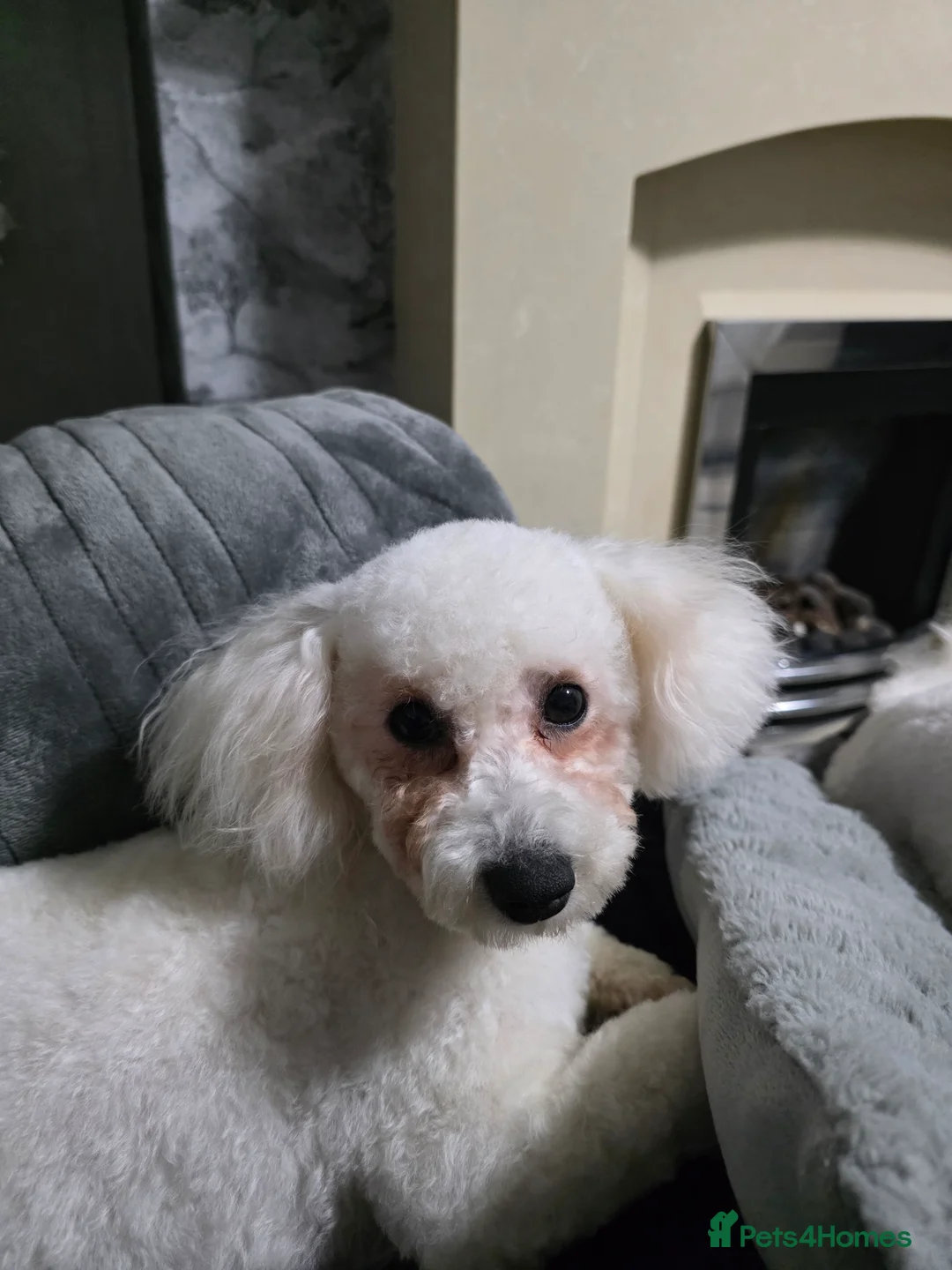 Bichon Frise dogs for sale: 2 x Bichon frise - Advert 12