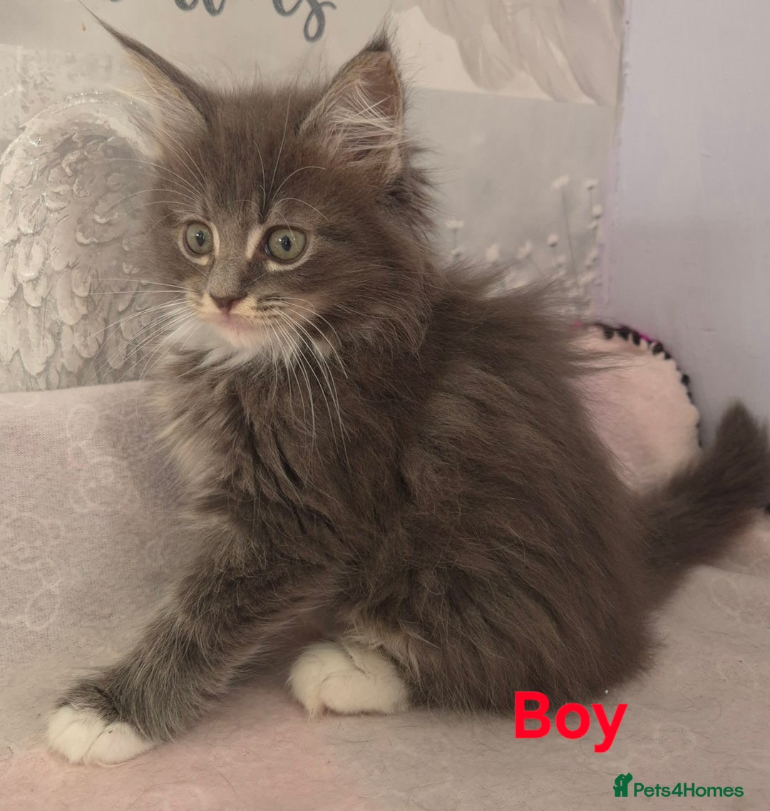 Ragcoon cats for sale: Troublesome two - Image 2