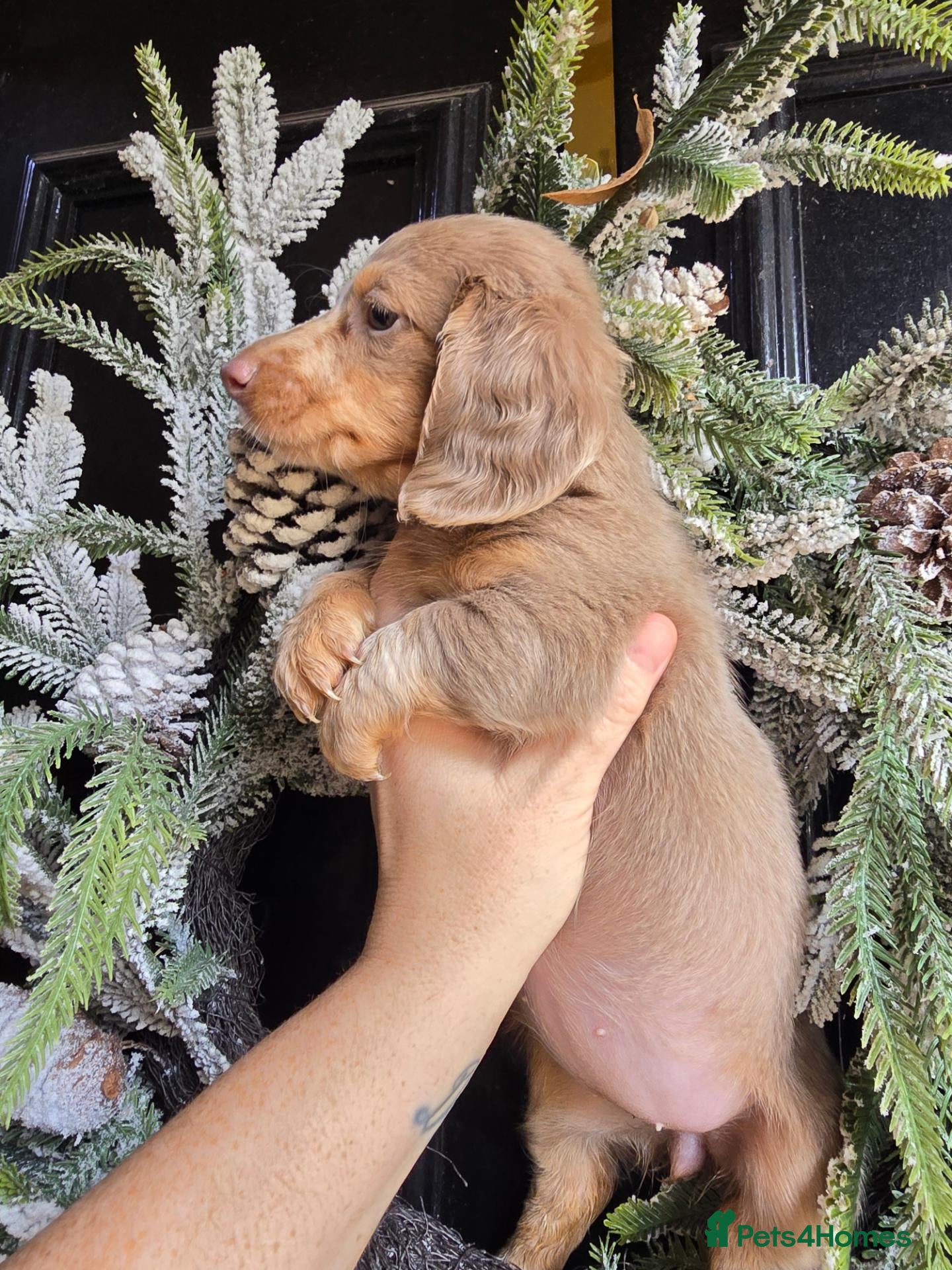 Miniature Dachshund dogs Adorable minature Dashounds - Advert 1