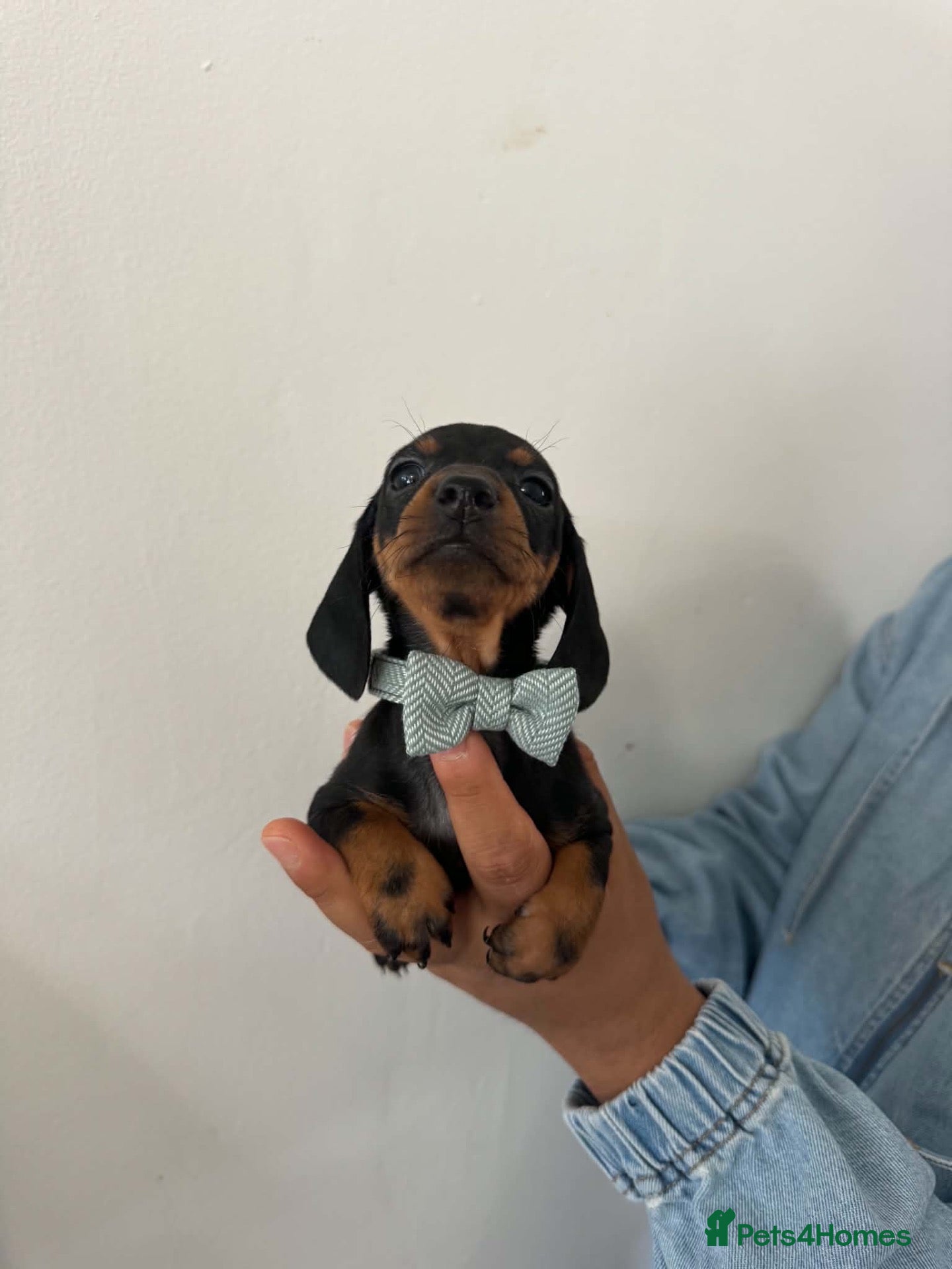 Dachshund dogs 9 Miniature Dachshunds – Ready 19th October! - Advert 6