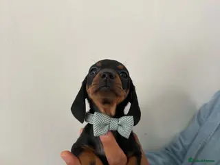Dachshund dogs 9 Miniature Dachshunds – Ready 19th October! - Advert 6