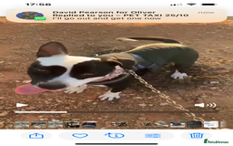 Mixed Breed dogs for adoption: ❤️ HERA the dog with a beautiful heart ❤️ - Image 29