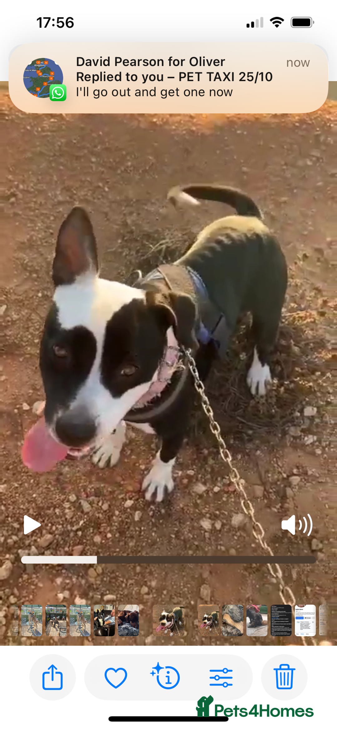 Mixed Breed dogs for adoption: ❤️ HERA the dog with a beautiful heart ❤️ - Advert 29