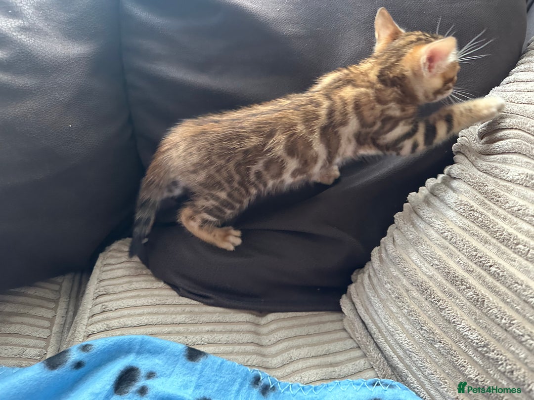Bengal cats for sale: TICA Bengal kittens for sale . 🐱 - Image 6