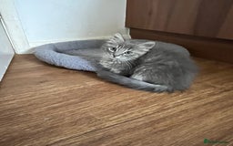 Mixed Breed cats for sale: 3 beautiful female tabby kittens  - Image 5