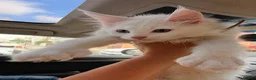 Maine Coon cats for sale: 🤍 Exceptional Polydactyl Champion Lines MC in Sidcup - Advert 3