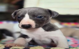 Whippet dogs for sale: Kc reg whippet litter.  male & female available - Image 24
