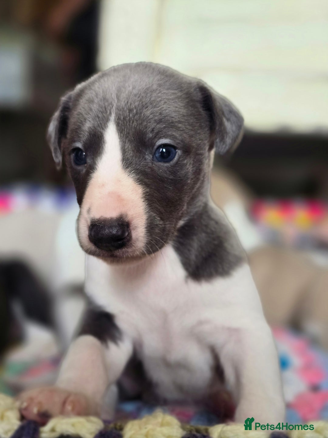 Whippet dogs for sale: Kc reg whippet litter.  male & female available - Image 24