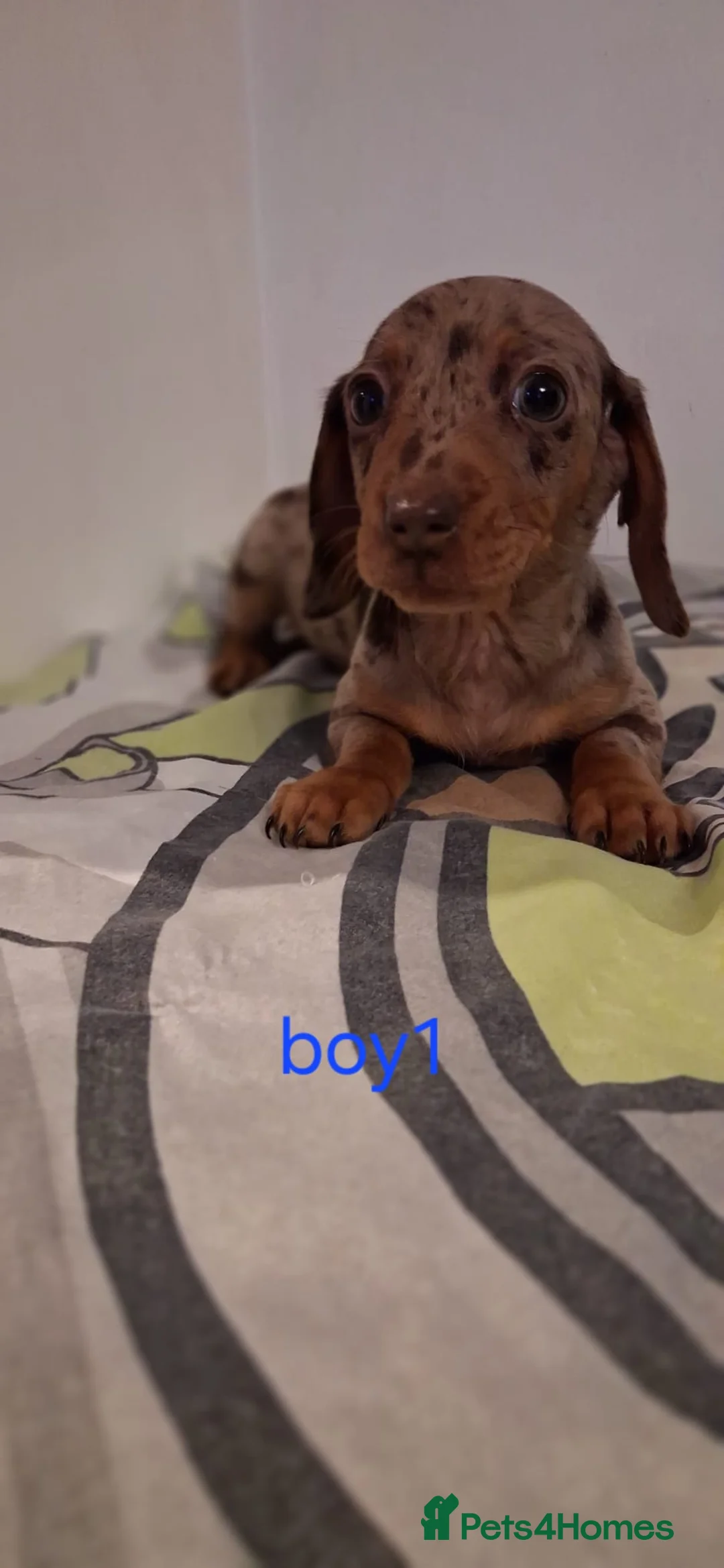 Dachshund dogs for sale: Beautiful miniature Dachshund babies  in Barnsley - Advert 3