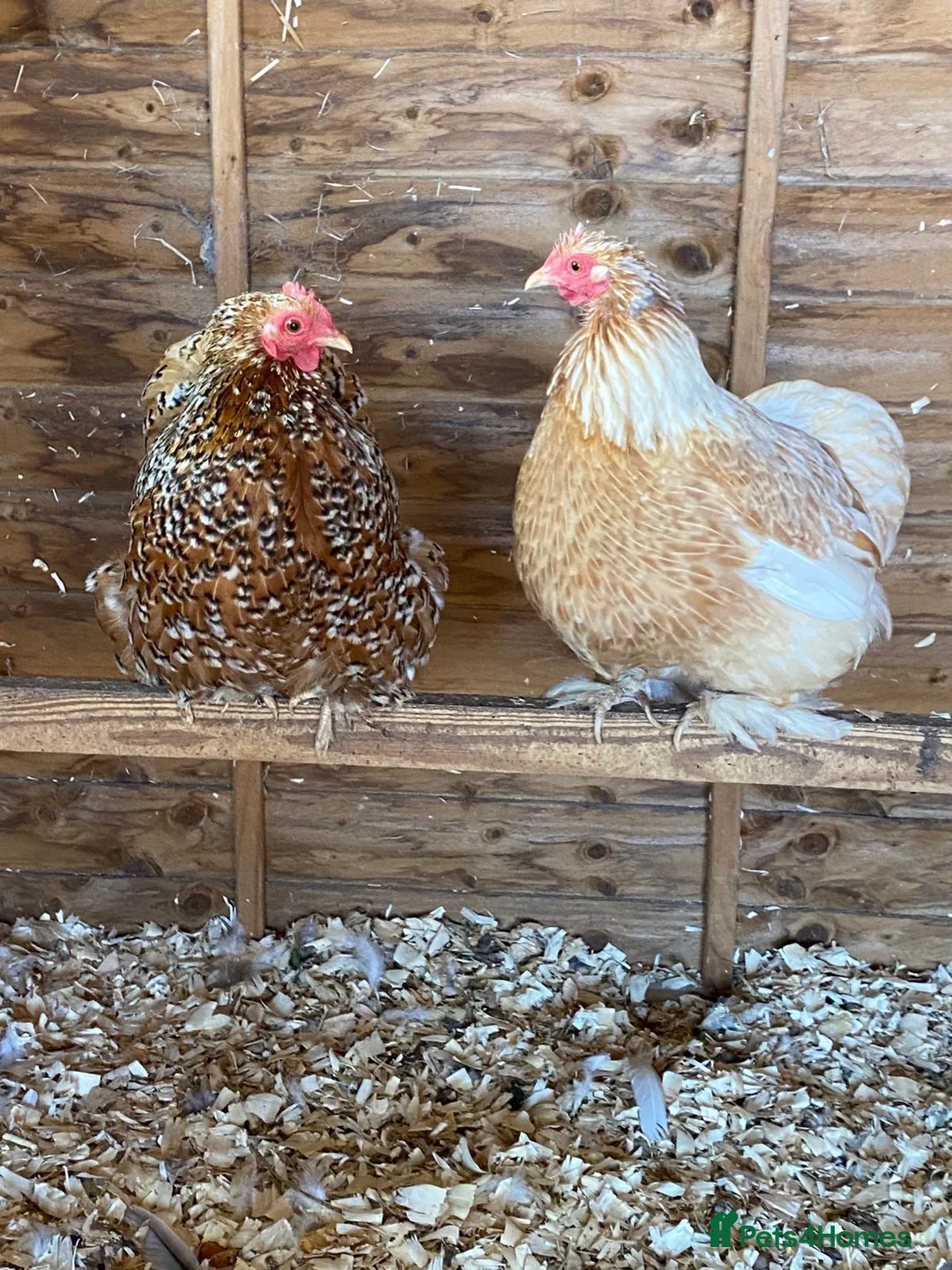 Chickens poultry for sale: 2x Bantam Chickens  in Leamington Spa - Advert 2