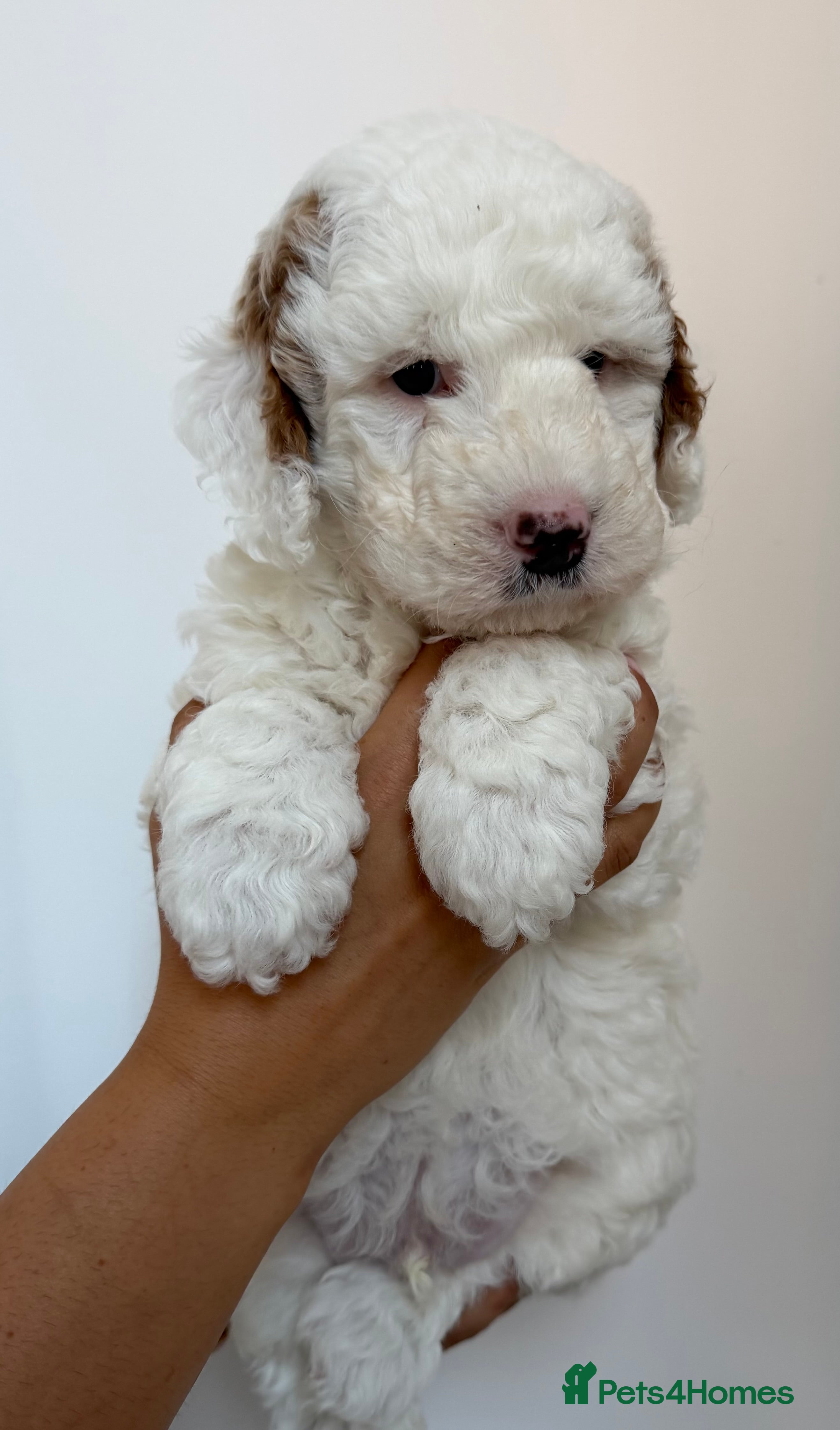 Australian Labradoodle dogs Stunning Australian Doubledoodle  Pups  - Advert 2
