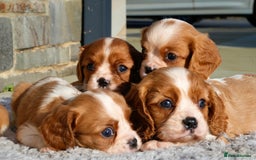 Cavalier King Charles Spaniel dogs for sale: ⭐️ Cavalier King Charles Puppies ⭐️ - Advert 5
