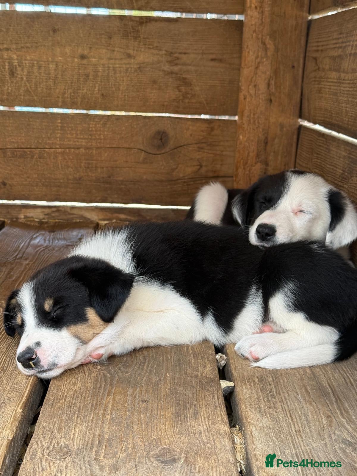 Border Collie dogs Fantastic bitch border collies  - Advert 2