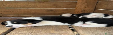 Border Collie 5