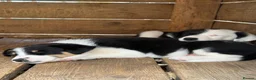 Border Collie dogs for sale: Fantastic bitch border collies  in Alresford - Advert 2