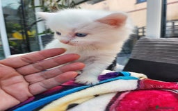 Mixed Breed cats for sale: Two beautiful princess  - Image 2