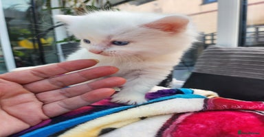 Mixed Breed cats - Advert 13