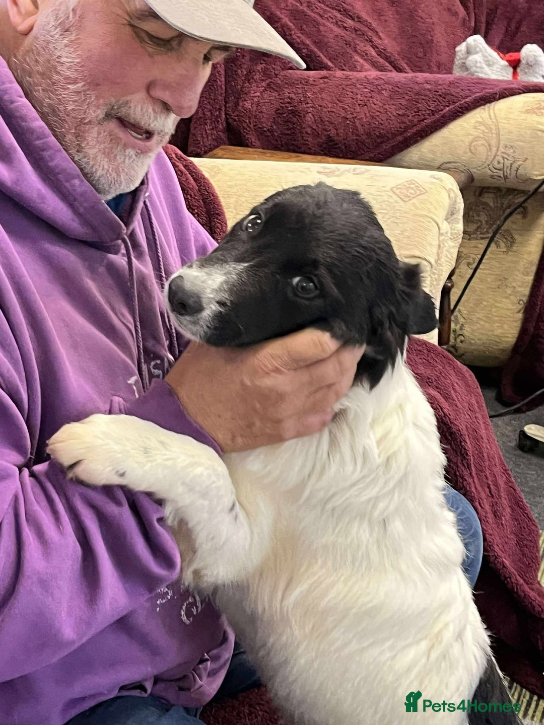 Mixed Breed dogs for adoption: MARNIE - Advert 4