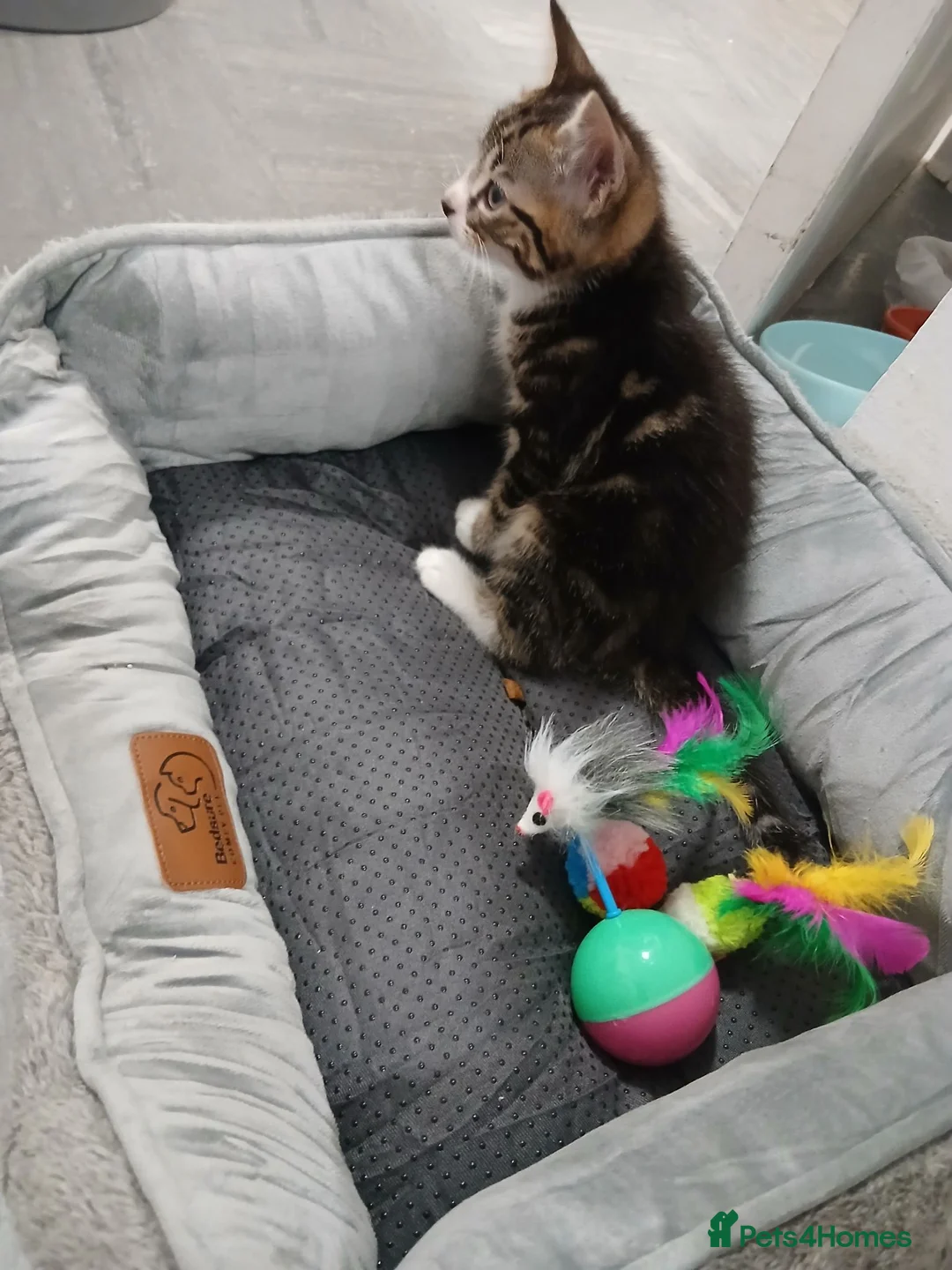 Mixed Breed cats for sale: Male tabby kitten  in Liverpool - Advert 6